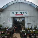 사랑농장 | 어버이날 기념 와이키키농장 방문 후기: 사랑스러운 다육이와 특별한 칼큘러스🌵