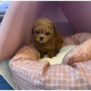 팍스도그트레이닝센터 | 대구강아지분양 고양이분양 도그마루에서 입양의 새로운 세상을 만나다!