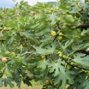 무화과나무 이미지