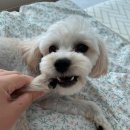 워킹페코 이미지