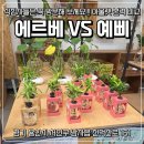 예삐 | [용인 처인구] 용인 화훼단지 아울렛 비교 "에르베플라워 vs 예삐플라워" 내돈내산 후기
