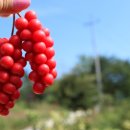 산타래 농장