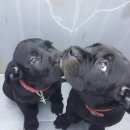 꽃보다 강쥐 이미지