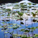 서오지리연꽃마을 이미지