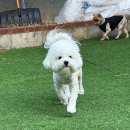 해피애견 | 인천 부평에서 다녀온 애견유치원 해피데이즈 후기