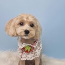 호다닥쑥 이미지