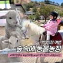 덕인농장 | 평창 여행 아기랑 가볼 만한 곳, 숲속에 동물농장 내돈내산 (근처 맛집 나폴리피자, 실버벨 교회)
