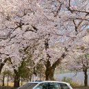 청려수련원 | 2024 벚꽃캠핑, 청려수련원 노지 차크닉존 후기