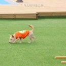 골드독 네이버블로그