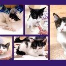 영인동물병원 이미지