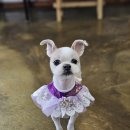 멍이의 품격 이미지