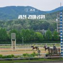 한국차소리공원주차장 | 과천 경마공원 경시간 렛츠런파크 서울 벚꽃시즌
