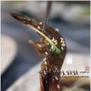 일번지회&대게