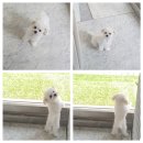 고려동물병원 미용실 이미지