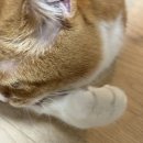 루이네하우스