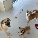 같이놀레오 이미지