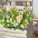 라피오레 이미지