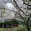 탐라신화공원 | [제주 벚꽃 명소] 제주도 봄 여행 필수 코스 벚꽃 개화시기