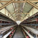 성호농장 | 찰스-한윤섭 희곡