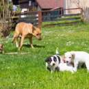 강남종합동물병원 이미지