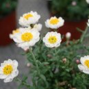 로단테(Rhodanthe) 이미지