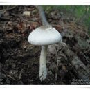 광비늘주름버섯(노란대주름버섯) Agaricus praeclaresquamosus Freeman ナカグロモリノカサ 이미지