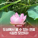 우정사업조달센터(일반화장실) | 도심에서 볼 수 있는 연꽃 명소, 김천 모산지 _ 김천시 서포터즈 지혜림