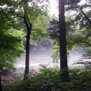 새벽-숲 이미지