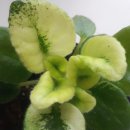 도도버드 이미지