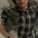 대한동물병원 | 고양이 유선종양 편적출 수술 비용 합정 아이엠동물병원 부분적출 후기