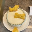 오마이펫 이미지