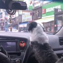 코코동물병원