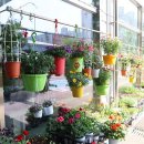 영플라워 이미지