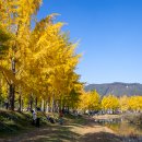 (주)은행나무 이미지