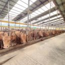 백암축사 이미지