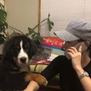 러블리 강아지 이미지