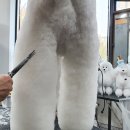 베리애견미용 이미지