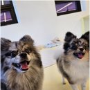 리치펫하우스 이미지