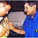 feline liver disease(bengal cat health corner) 이미지