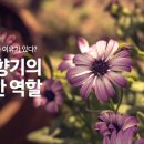 식물의 향기는 어떤 역활을 할까? 이미지