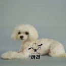 쿨 애견미용 이미지