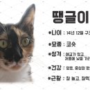 땡글이