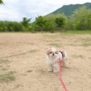 황산애견 이미지