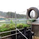 아기염소 이미지