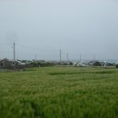 춘자네 Daum카페