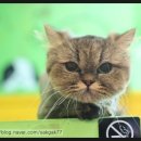 양이멍이 이미지