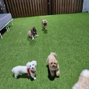 똥강아지 애견 | [내돈내산 찐후기] 똥강아지 애견호텔