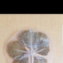 클로바농장 이미지