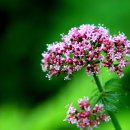 매봉산정상 이미지