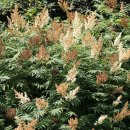 금강송 생태경영림 이미지